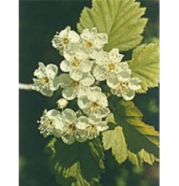 TSA CRATAEGUS OXYCANTHIA 50ML