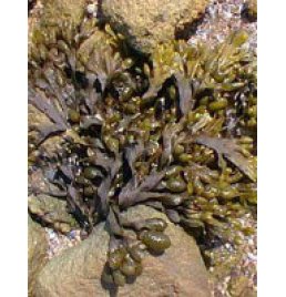 TSA FUCUS VESICULOS 50ML