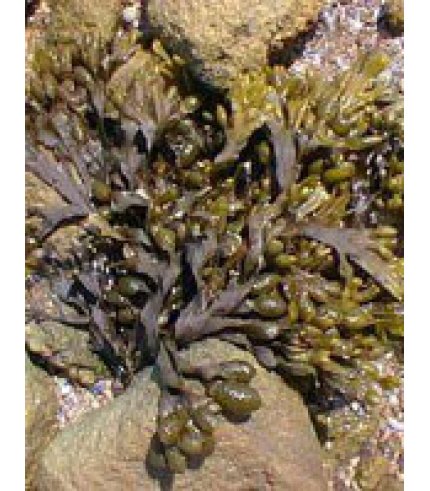 TSA FUCUS VESICULOS 50ML