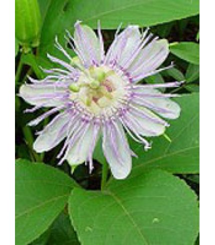 TSA PASSIFLORA INCARNATA 50ML