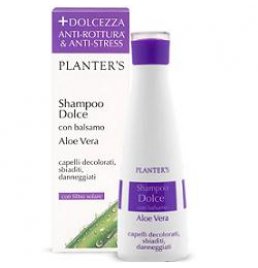 PLANTERS SH DOLCE ALOE VERA