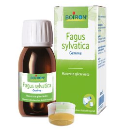 FAGUS SYLVATICA BOI MG60ML INT